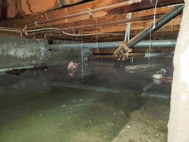 Best Basement water damage restoration  in Colonial Beach, VA