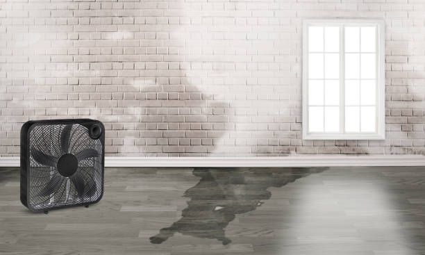Best Flood restoration services  in Colonial Beach, VA